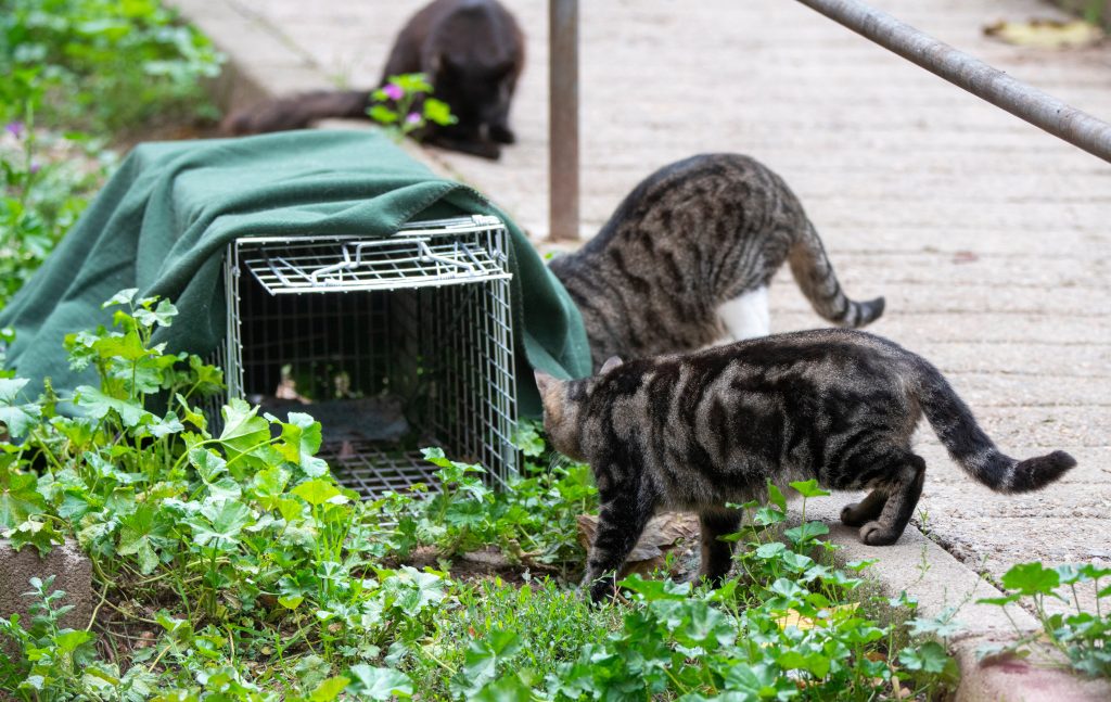 group of stray cats going to a food trap