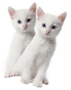 Casper and Cotton kittens