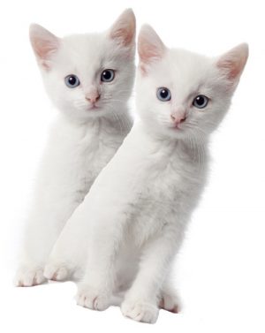 Deaf Kittens Touch Our Hearts – Casper & Cotton