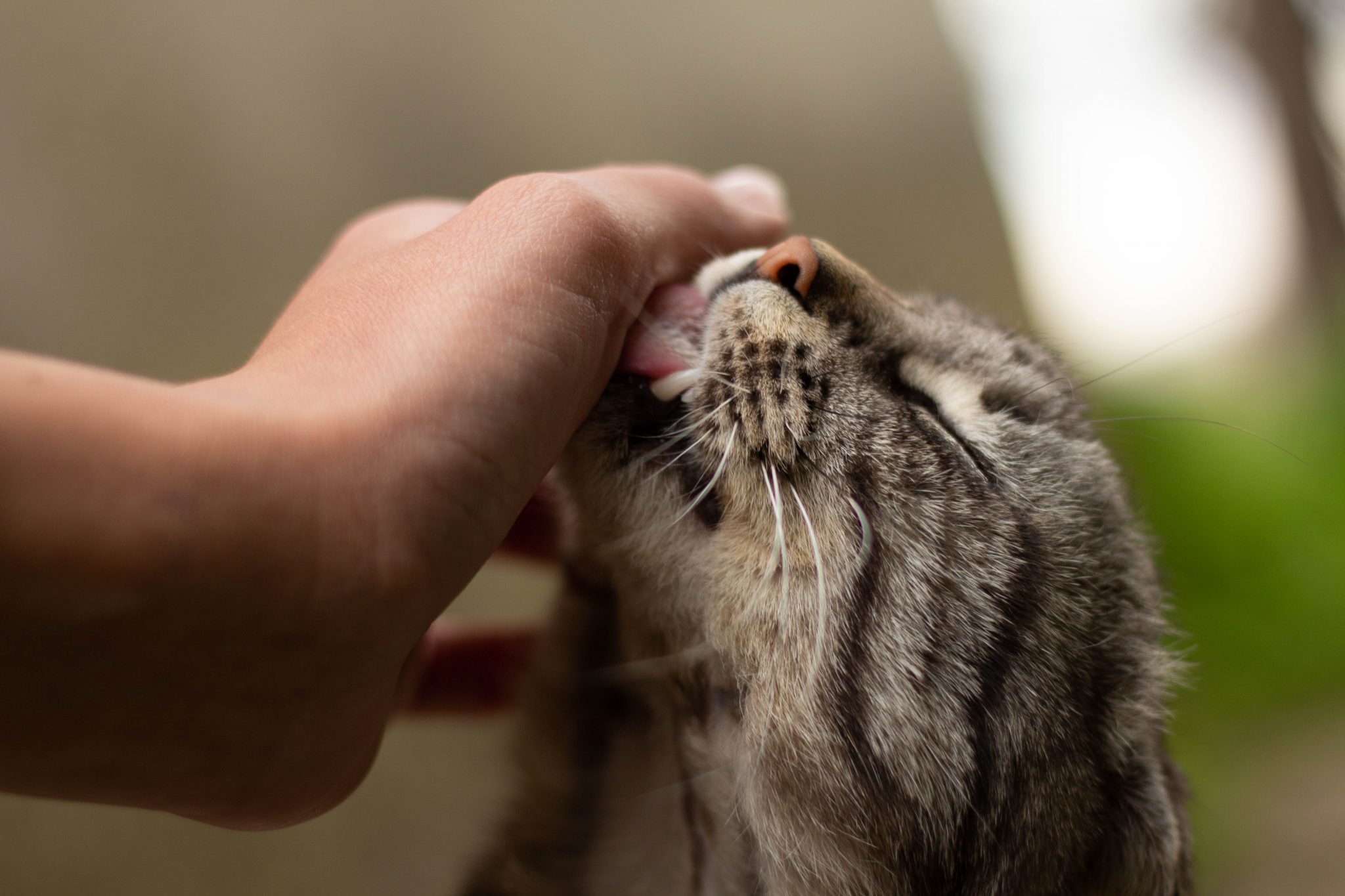 Кот облизывает. Котик лижет. Кошка и хозяин. Кошка облизывает руки хозяина. Кот вылизывается.